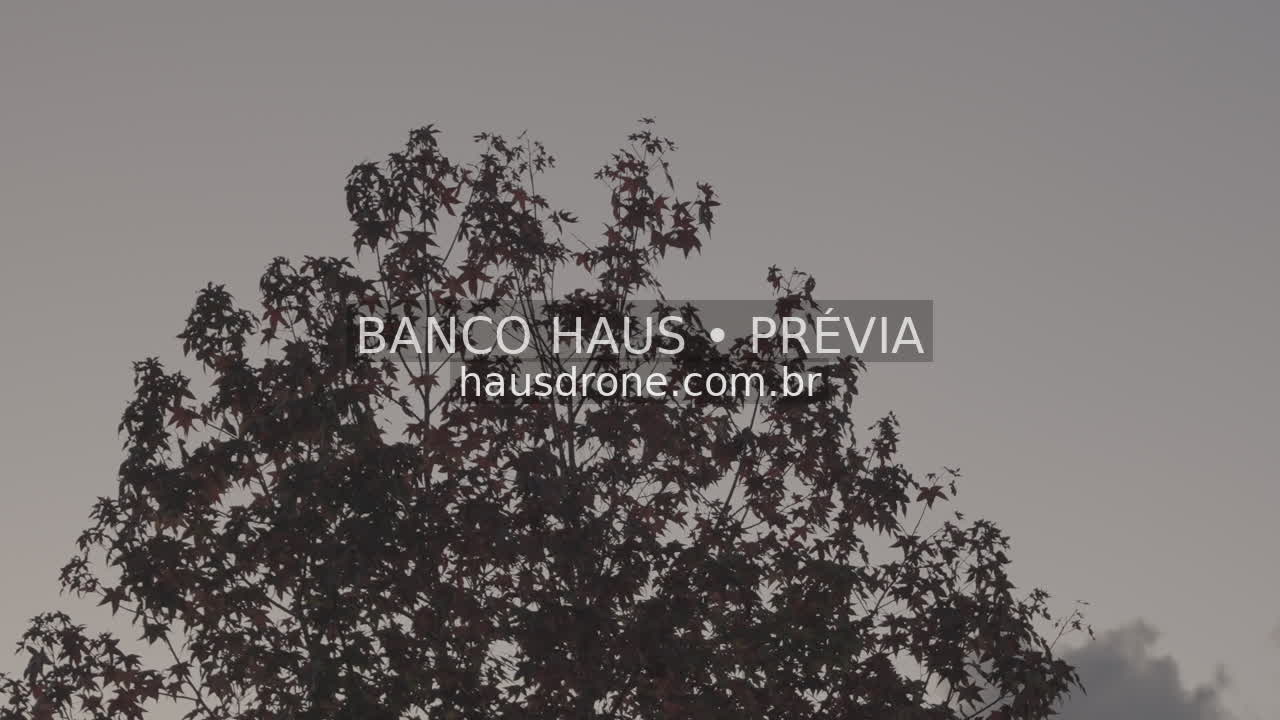 Detalhes de galhos e folhas — Ecoville em Curitiba, Paraná.