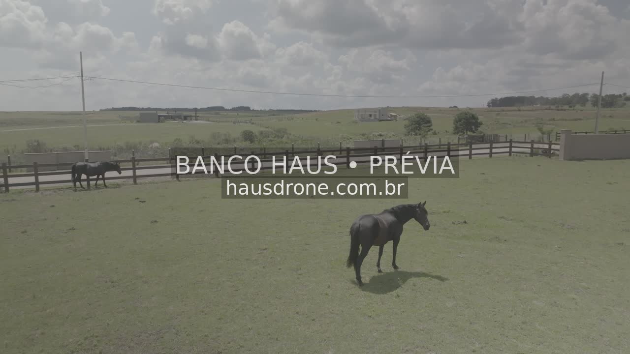 Cavalos no campo — São Luiz do Purunã, Paraná, Paraná.