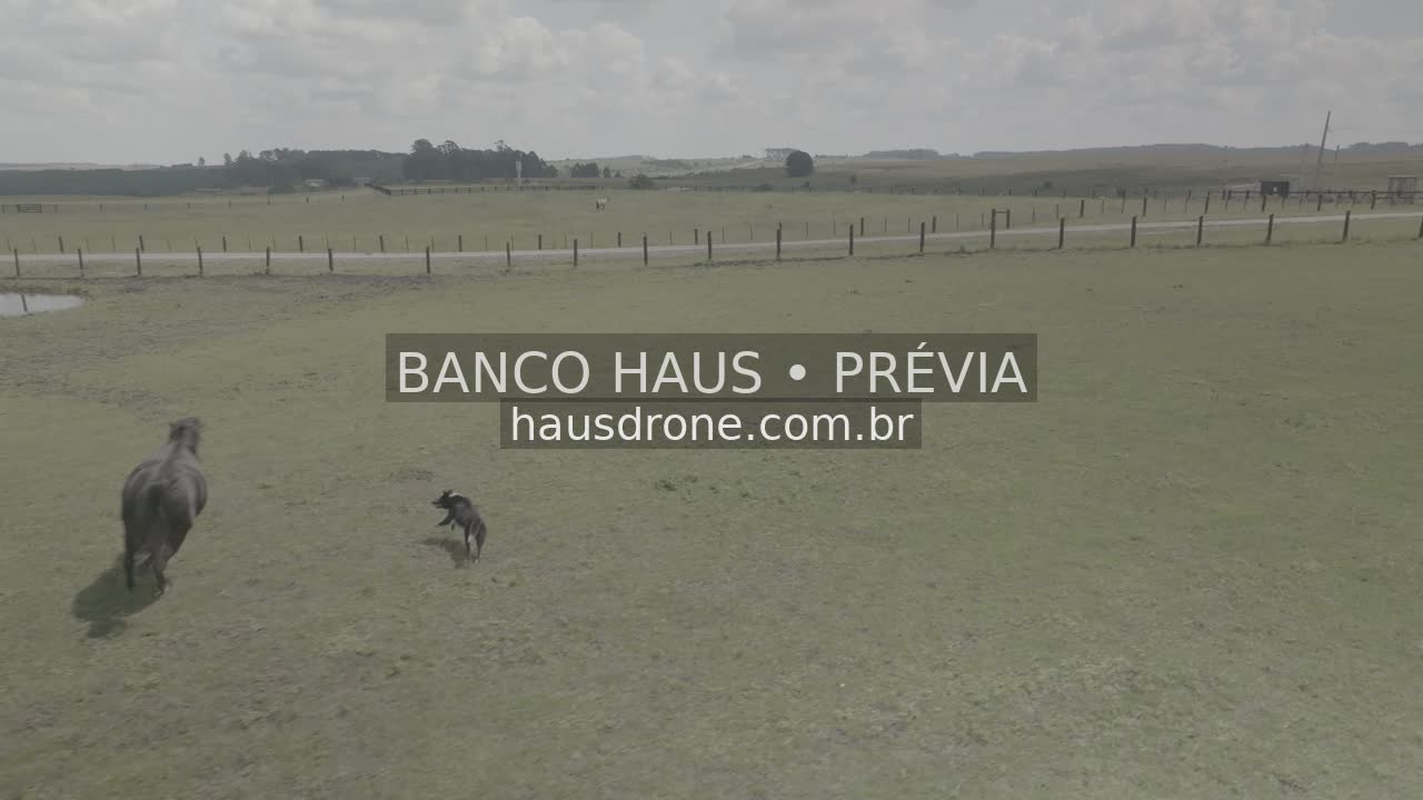 Cavalos no campo — São Luiz do Purunã, Paraná, Paraná.