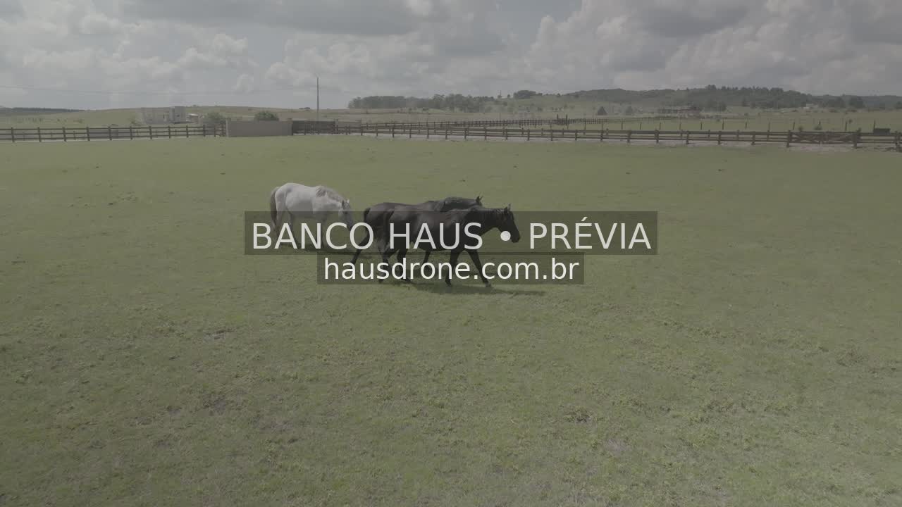 Cavalos no campo — São Luiz do Purunã, Paraná, Paraná.