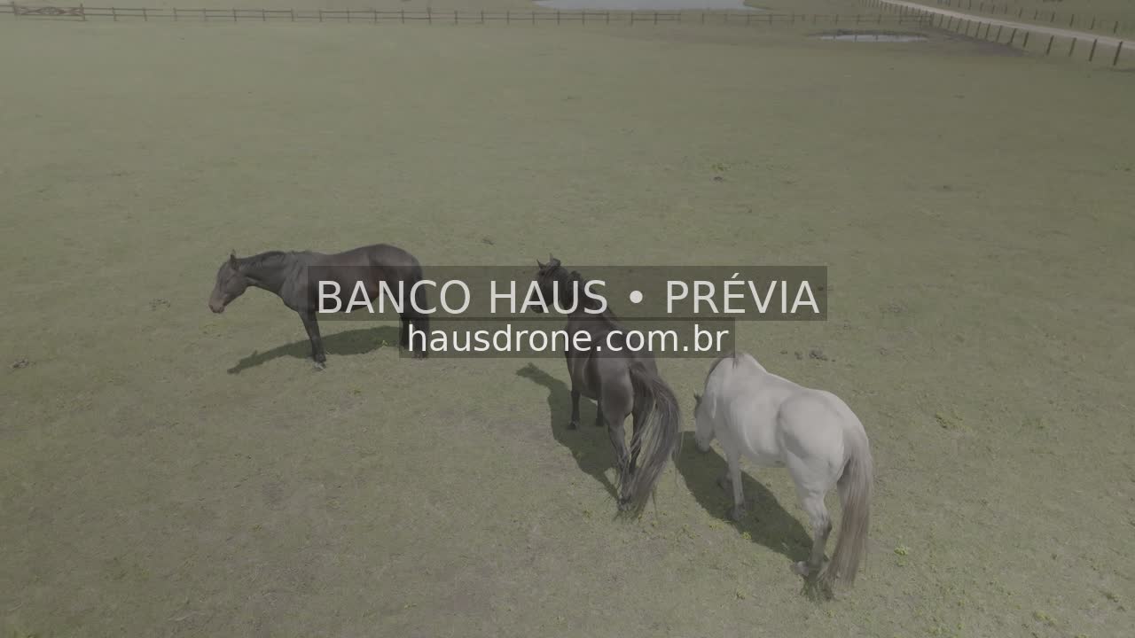 Cavalos no campo — São Luiz do Purunã, Paraná, Paraná.