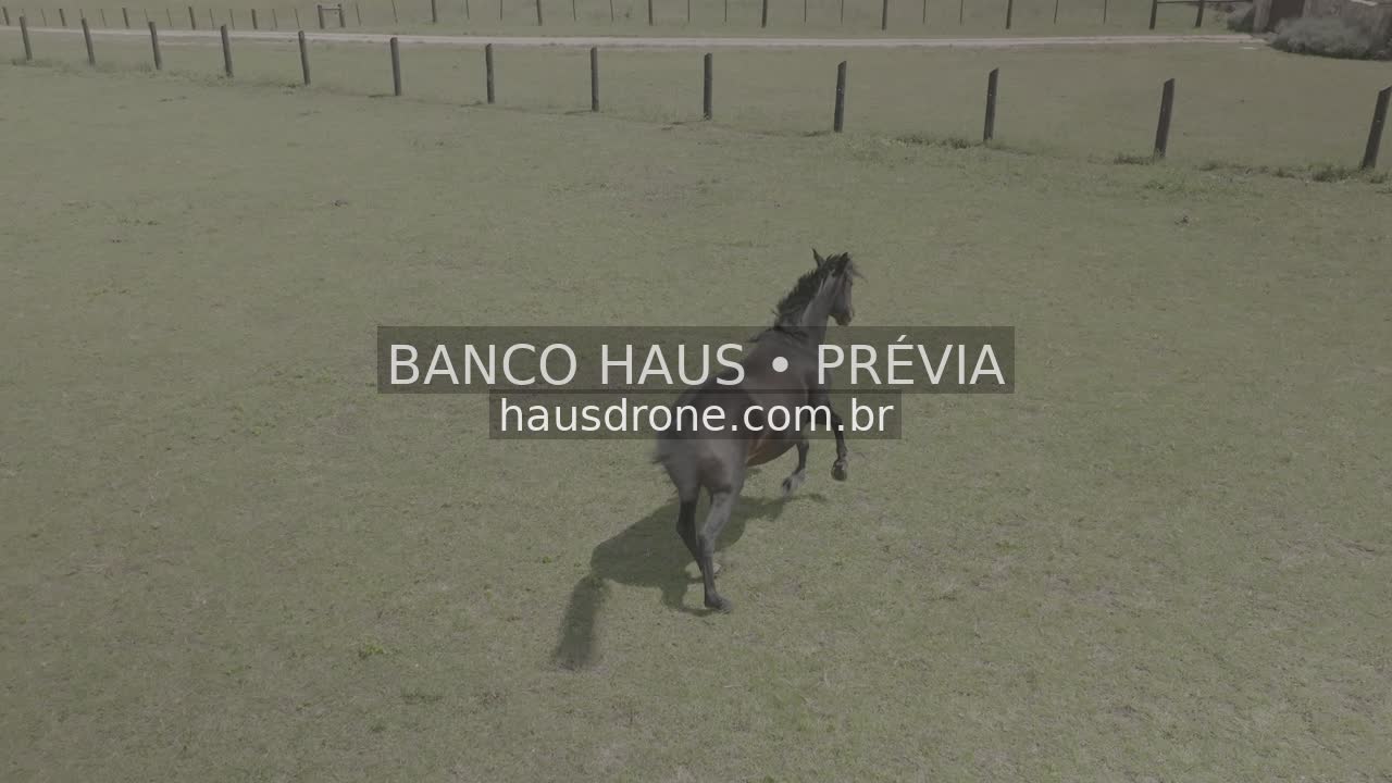 Cavalos no campo — São Luiz do Purunã, Paraná, Paraná.