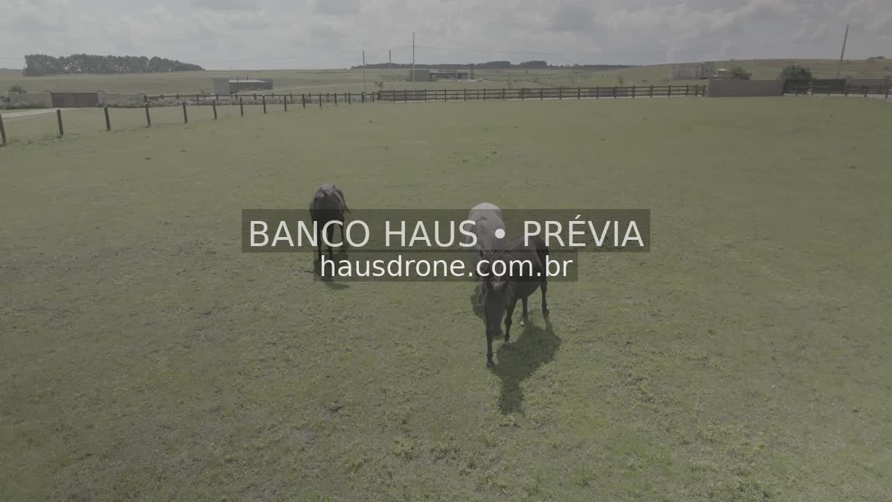 Cavalos no campo — São Luiz do Purunã, Paraná, Paraná.
