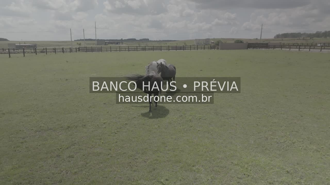 Cavalos no campo — São Luiz do Purunã, Paraná, Paraná.