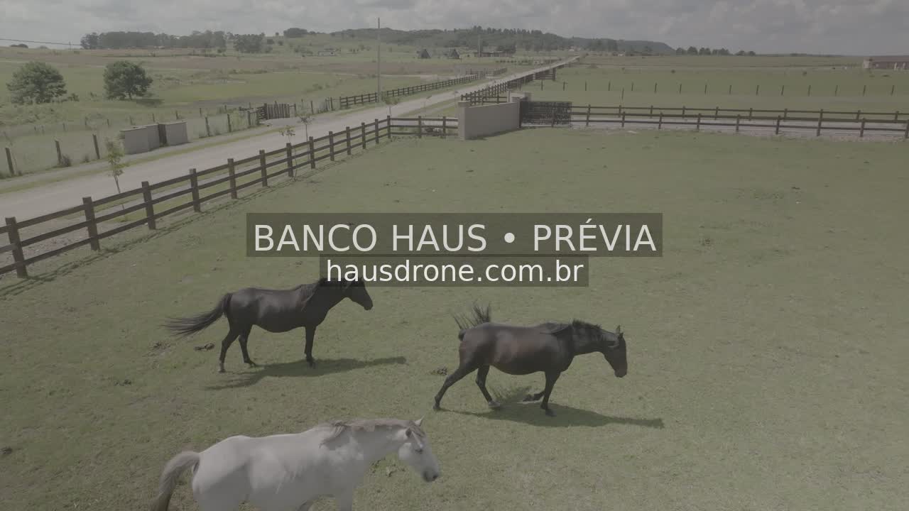 Cavalos no campo — São Luiz do Purunã, Paraná, Paraná.