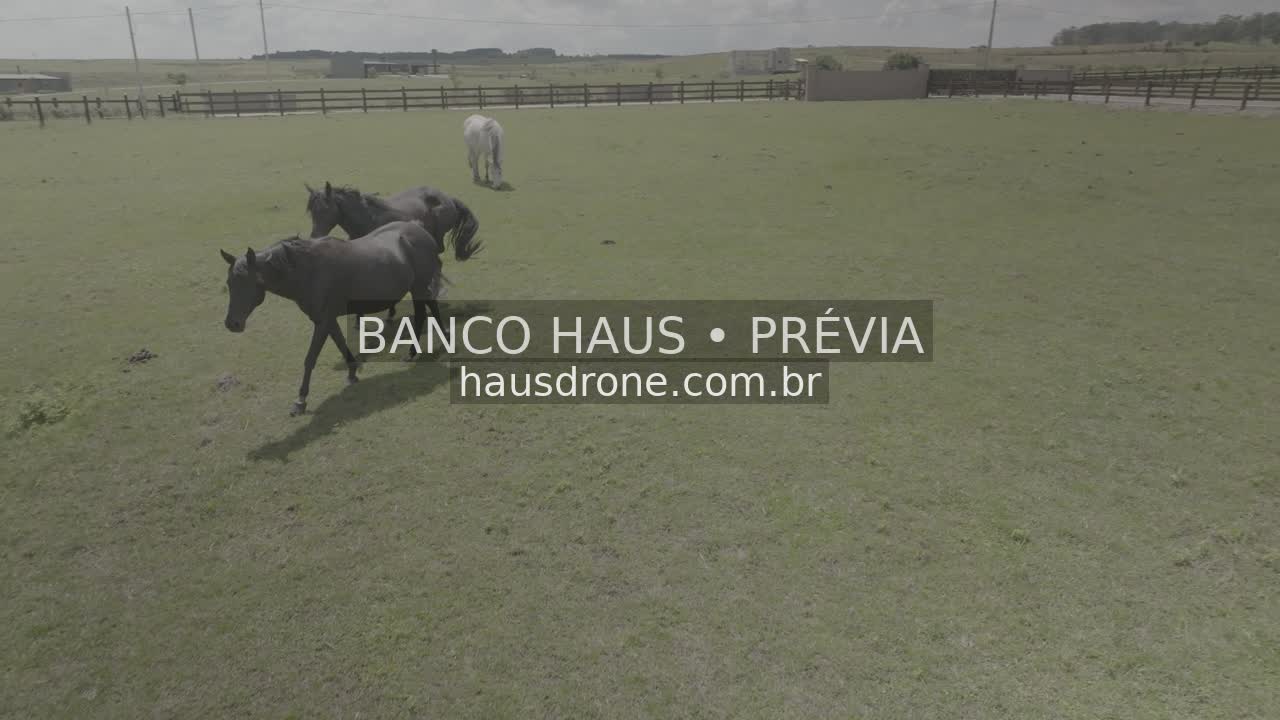 Cavalos no campo — São Luiz do Purunã, Paraná, Paraná.