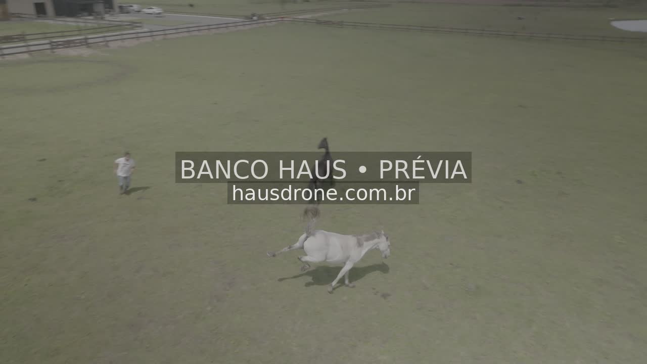 Cavalos no campo — São Luiz do Purunã, Paraná, Paraná.