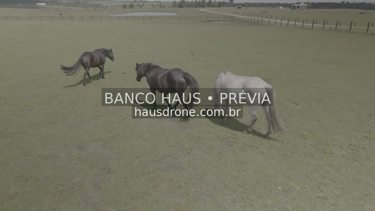 Cavalos no campo — São Luiz do Purunã, Paraná, Paraná.