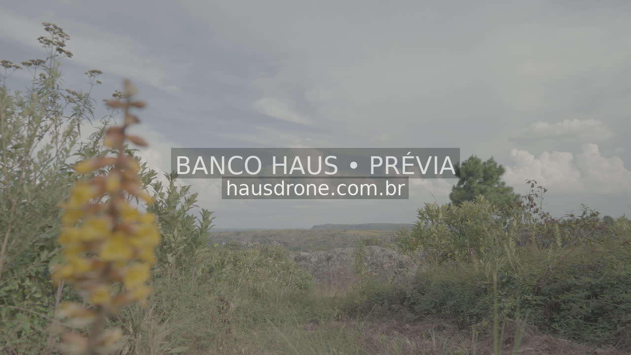Vegetação e detalhes da paisagem campestre — São Luiz do Purunã, Paraná, Paraná.