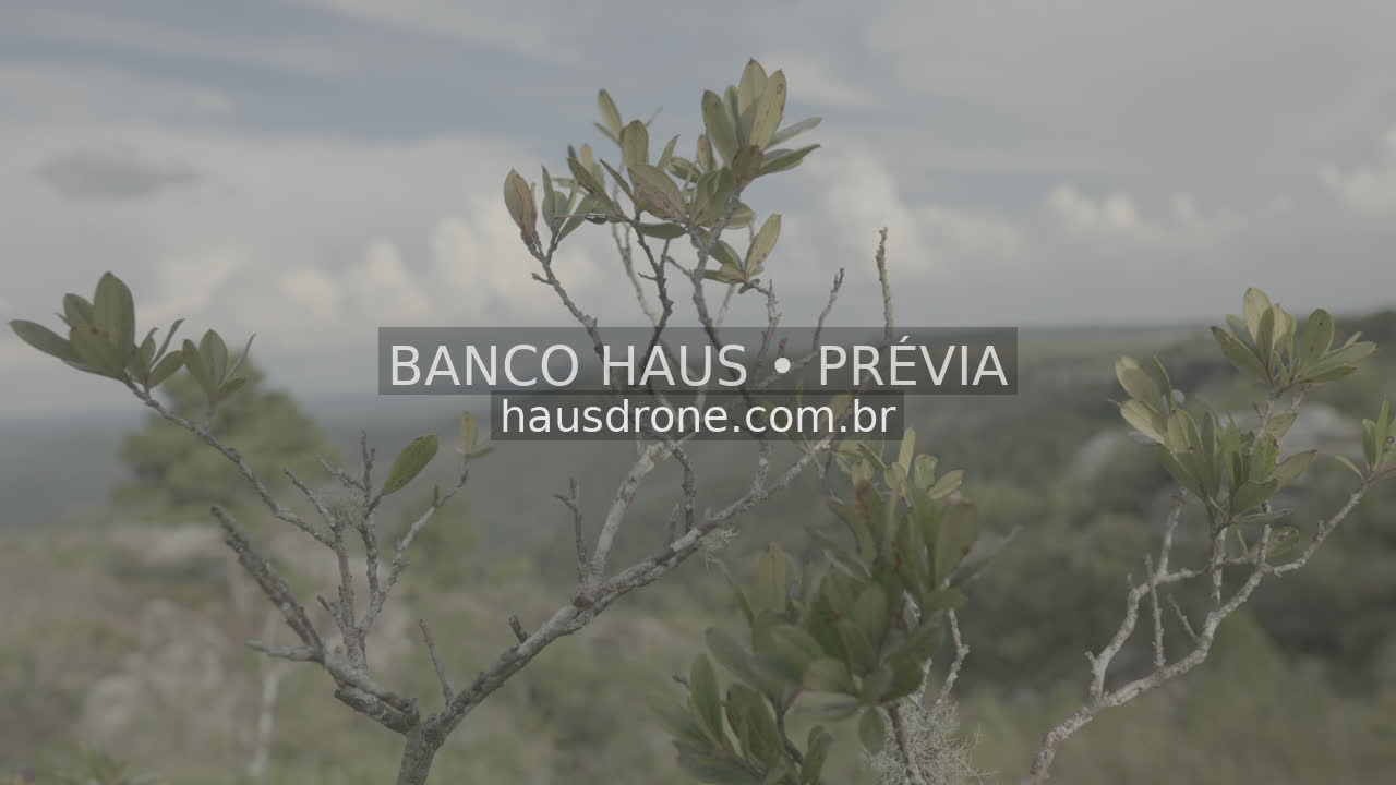 Vegetação e detalhes da paisagem campestre — São Luiz do Purunã, Paraná, Paraná.