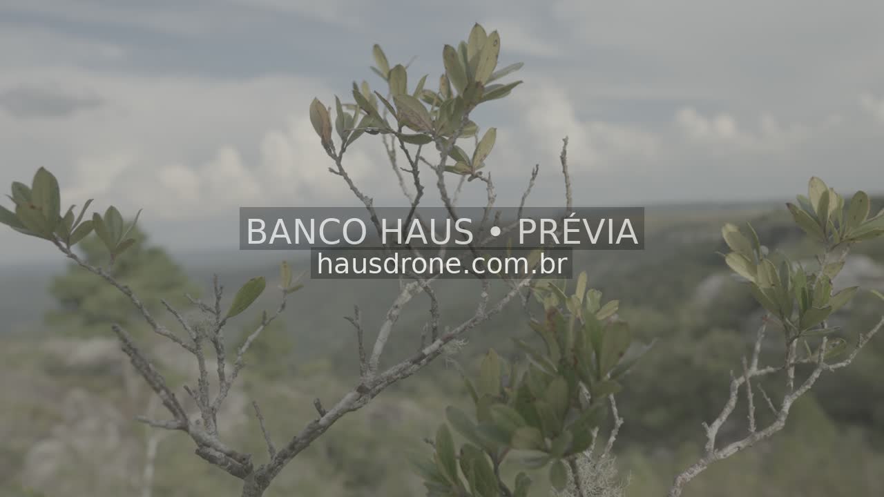 Vegetação e detalhes da paisagem campestre — São Luiz do Purunã, Paraná, Paraná.