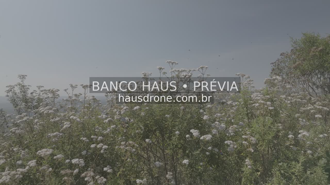 Vegetação e detalhes da paisagem campestre — São Luiz do Purunã, Paraná, Paraná.