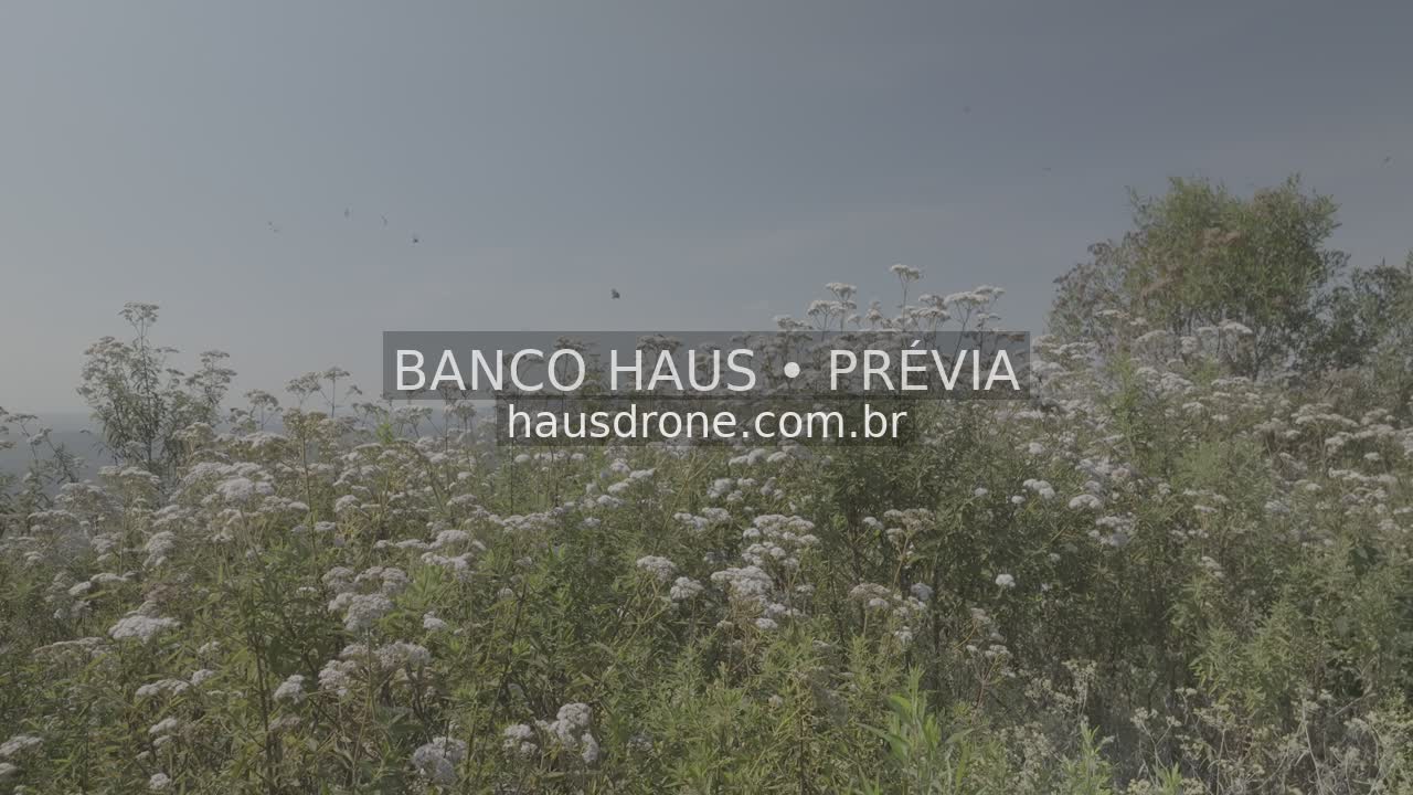 Vegetação e detalhes da paisagem campestre — São Luiz do Purunã, Paraná, Paraná.