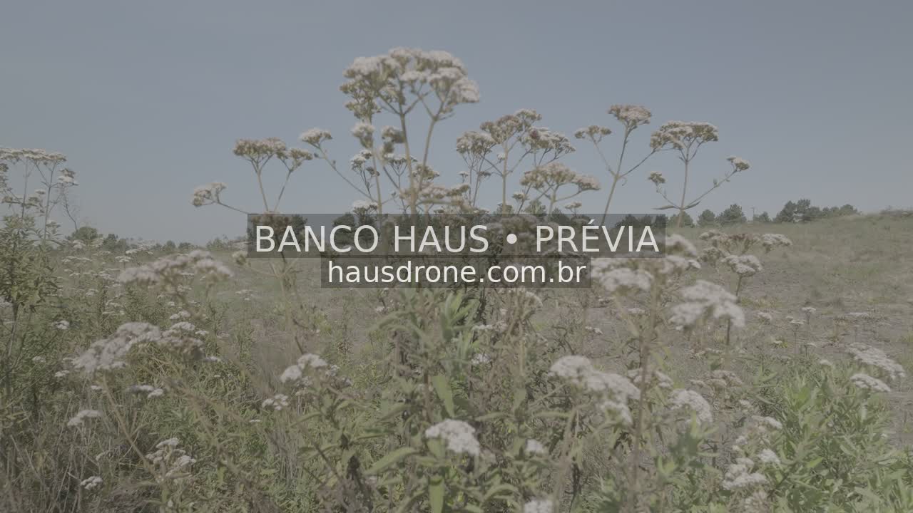 Vegetação e detalhes da paisagem campestre — São Luiz do Purunã, Paraná, Paraná.