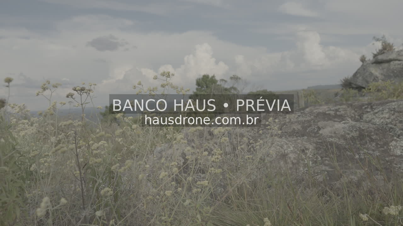 Vegetação e detalhes da paisagem campestre — São Luiz do Purunã, Paraná, Paraná.