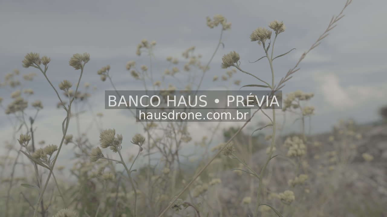 Vegetação e detalhes da paisagem campestre — São Luiz do Purunã, Paraná, Paraná.